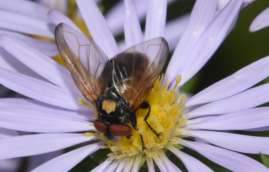 Phasia aurulans